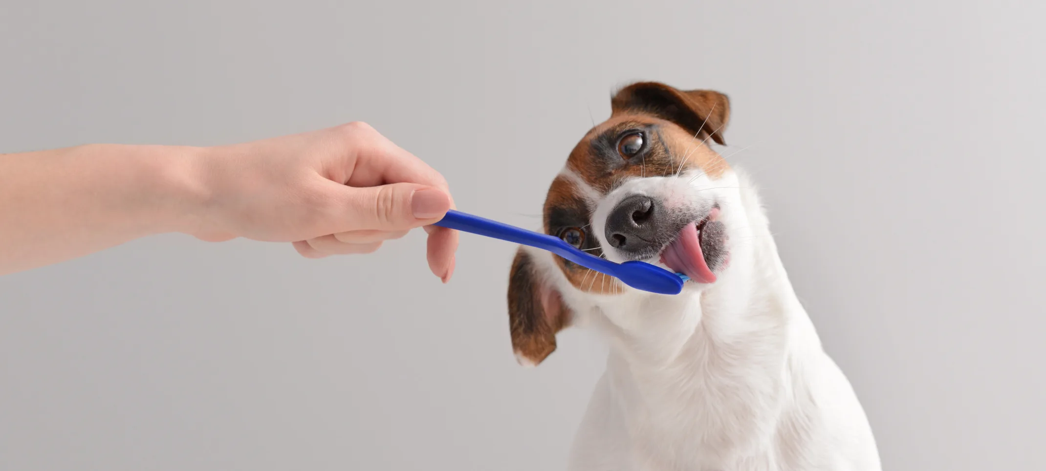dog licking a toothbrush